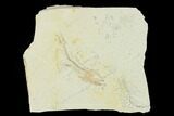 Jurassic Fossil Fish (Orthogoniklethrus) - Solnhofen Limestone #139375-1